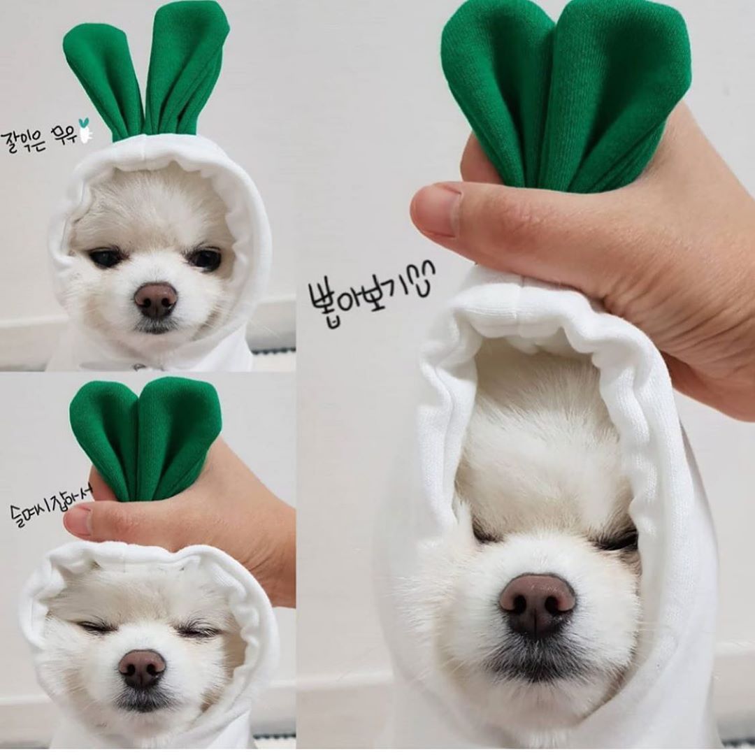 Dog Hoodies Winter Warm Fleece Pet Clothing Outfit